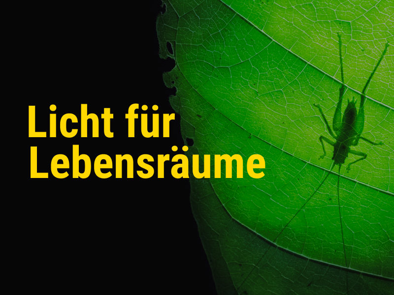 Grashüpfer auf grünem Blatt als Sinnbild für den Artenschutz Tag 2023